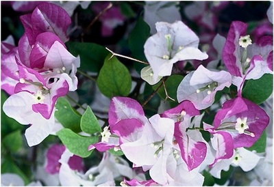 The_Brilliant_Bougainvilleas_Part_4a.jpg